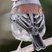 Dark-eyed Junco